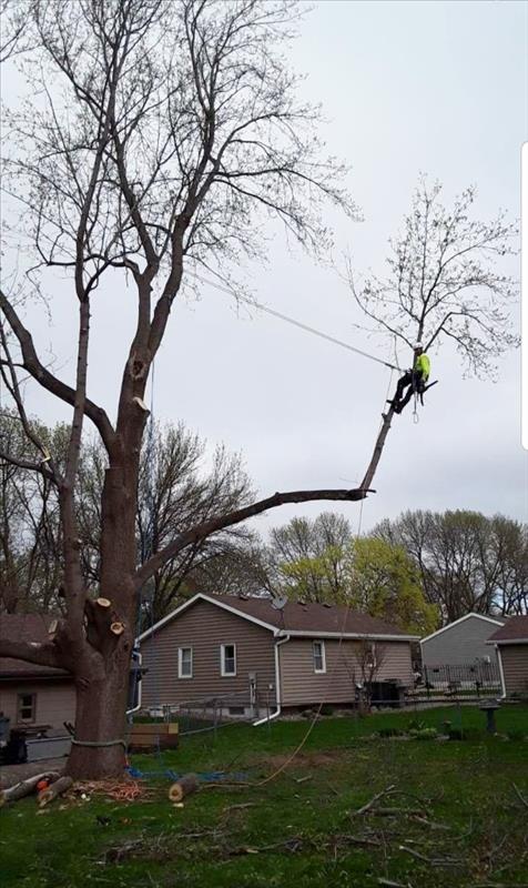 Crouse Tree Service - Indianola, IA